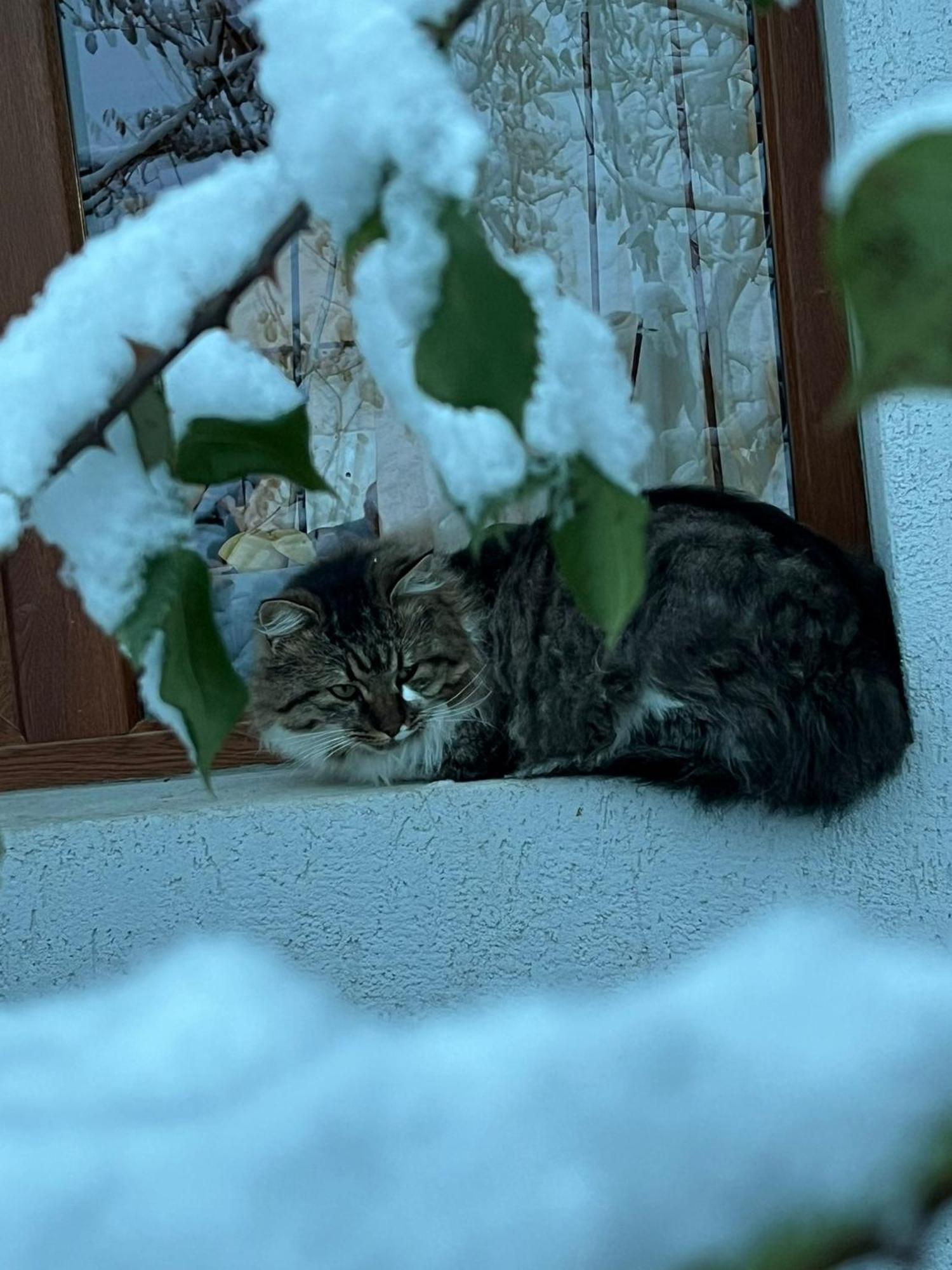 Casa Cristalul Muntilor Ξενοδοχείο Poiana Mărului Εξωτερικό φωτογραφία